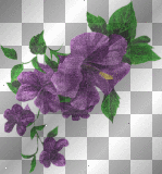 Purple flowers