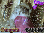 gangsta Dash! ~ my dog