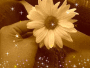 my daisy