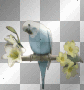 white bird, yellow flowers