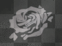 white rose