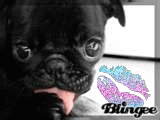 Pug