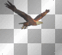 flying eagle
