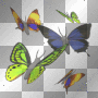 5 butterflies