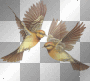 birds flying