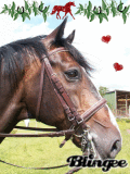 Dressage Horse