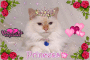 princess cassiecat