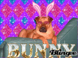 Bunny
