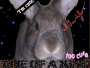 My Bunny ^-^