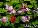 papillons fleurs