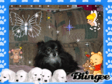 My dog Cricket My dog Cricket