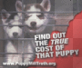 Stop Puppy Mills