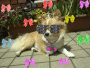 The Bling-Bling Chiwawa