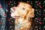 Blaze My Dog lol