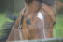 Horse eyes
