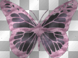 Pink and Black butterfly
