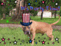 tank ( happy 4 july)