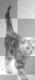 Cute Cat