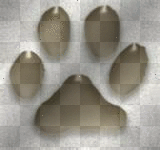 animal pawprint animal pawprint