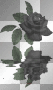 Black Rose