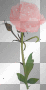 pink glitter rose