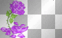 purple rose