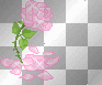 pink rose