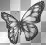 butterfly butterfly