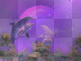 Dolphin Backround