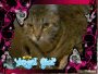 My Cat, Lali