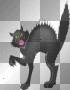 black cat