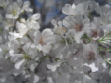 Cherry Blossom
