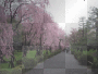 Cherry Blossom