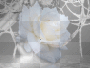white glitter rose