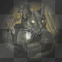 black cat