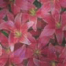 Hot pink flower