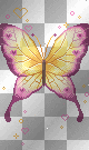 butterfly butterfly