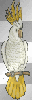 parrot