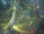 Magick in the Woods