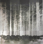woods woods