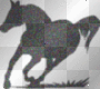 Black "Static" horse Black "Static" horse