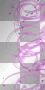 Pink border