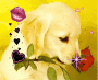 i love dogs