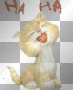 haha cat haha cat
