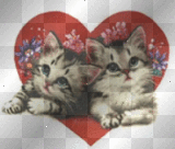 gatitos