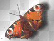 Monarch Butterfly