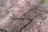 cherry blossom