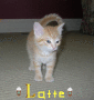 Latte
