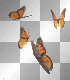butterfles