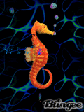welcome seahorse